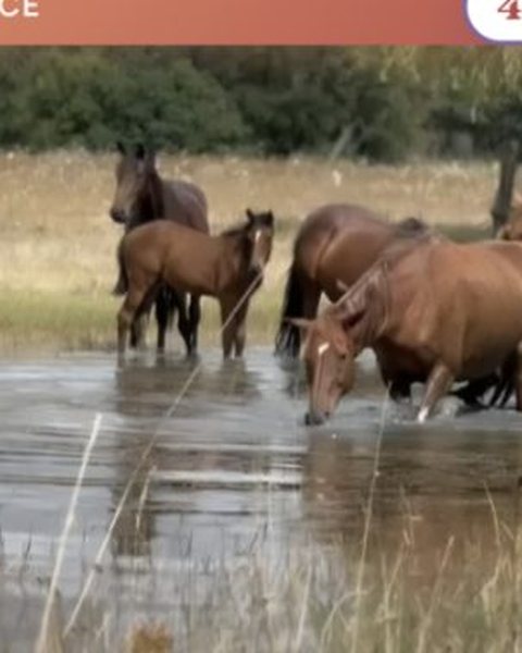 Loose horses crossing a stretch of water in a meadow — the "discovery day of the méthode Blondeau at Saumur" prize of the EquiAction charity lottery.
